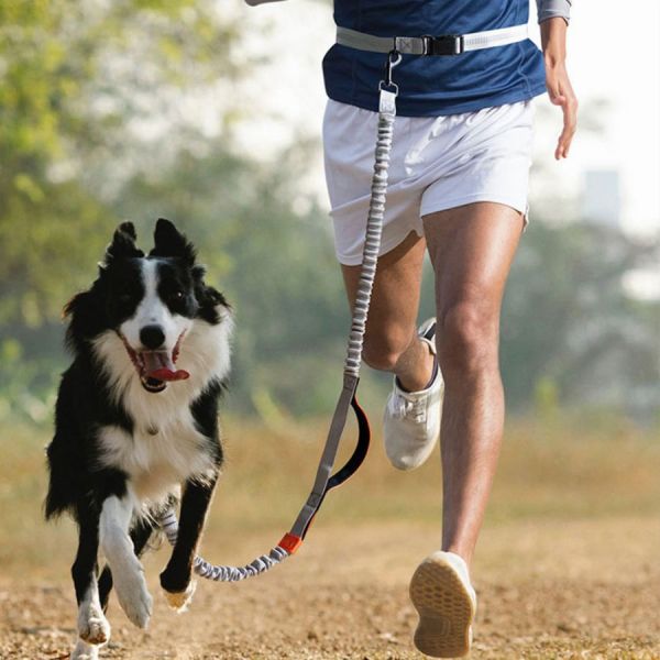 Canicross leash - Chiens Royaux
