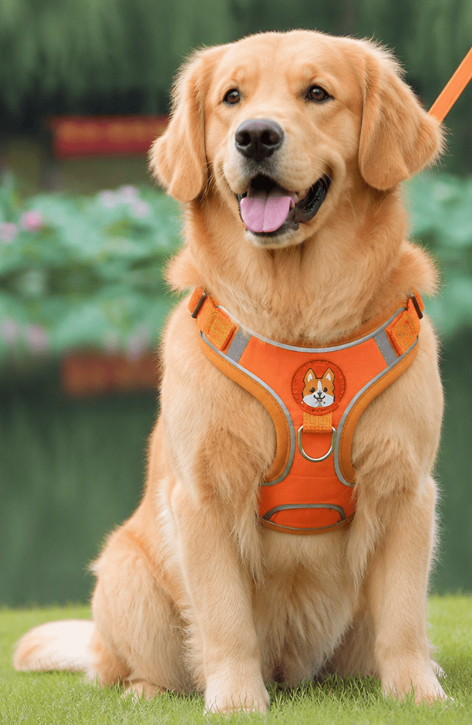 Dog Harness and Leash - Chiens Royaux