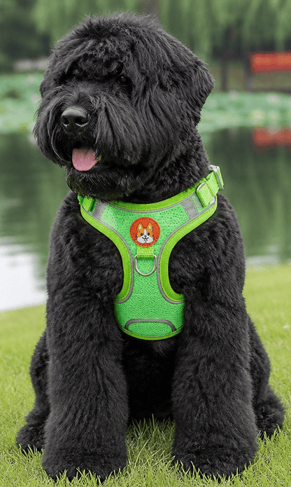 Dog Harness and Leash - Chiens Royaux