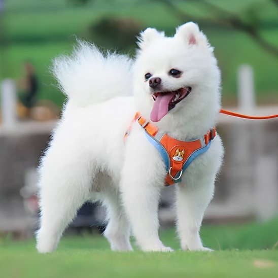 Dog Harness | No - Pull Comfort - Chiens Royaux