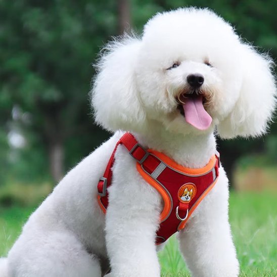 Dog Harness | No - Pull Comfort - Chiens Royaux