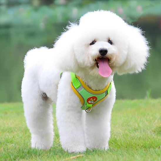 Dog Harness | No - Pull Comfort - Chiens Royaux