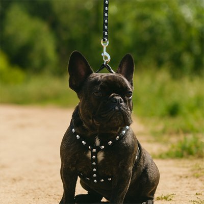 Dog Harness | No - Pull Premium - Chiens Royaux