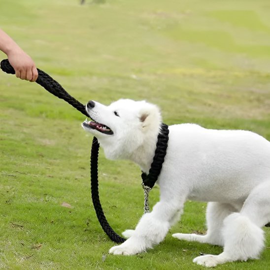 Dog leash | Durable - Chiens Royaux