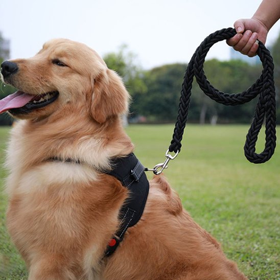 Dog leash